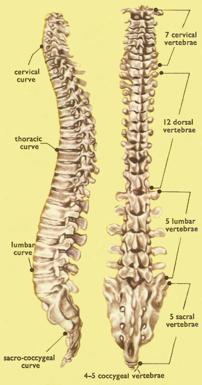 spinal_column.jpg