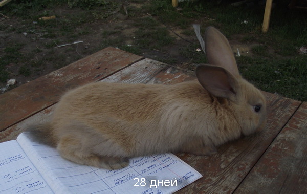 Кремовый Серебристый (Creme d'Argent) кролик DSCF3063