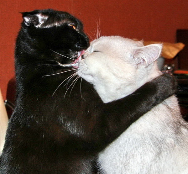 кошки целуются.jpg